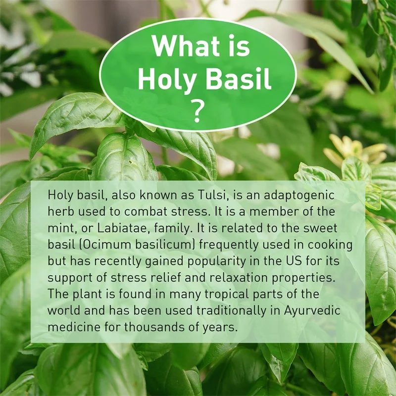 Cápsulas de albahaca sagrada:  - Tulsi Holy Basil reseña y precio